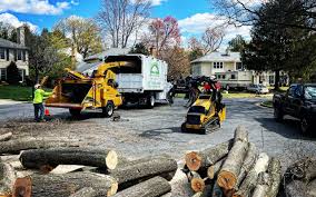 How Our Tree Care Process Works  in  Bogata, TX